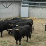 Pamplona - Toros del Puerto de San Lorenzo para el 7 de junio de 2018