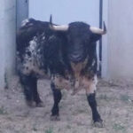 Pamplona - Toros del Puerto de San Lorenzo para el 7 de junio de 2018