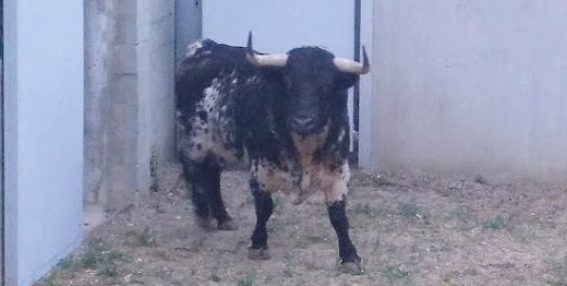 Pamplona - Toros del Puerto de San Lorenzo para el 7 de junio de 2018