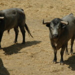 Pamplona - Toros del José Escolar para el 8 de junio de 2018