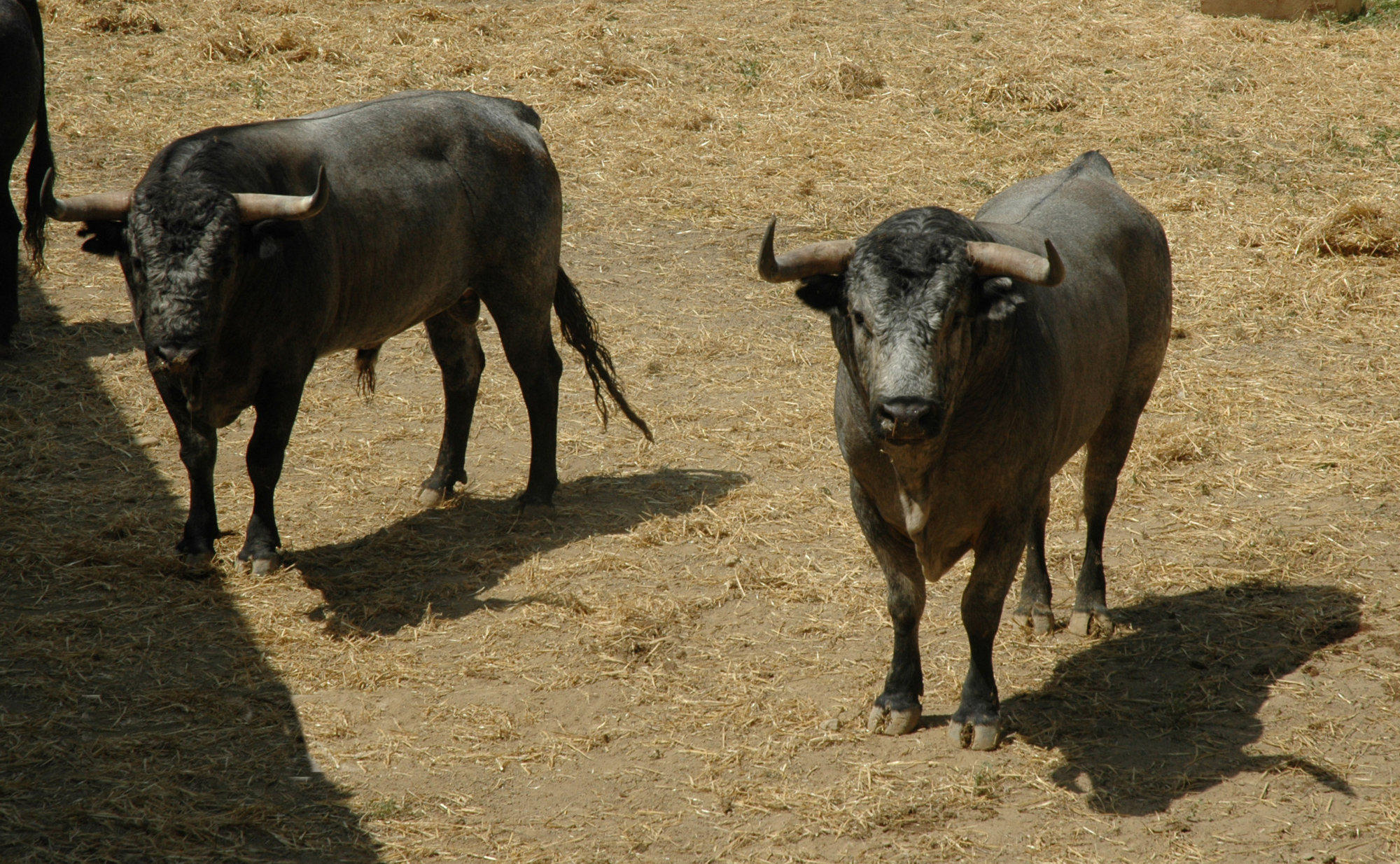 Pamplona - Toros del José Escolar para el 8 de junio de 2018