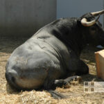 Pamplona - Toros del José Escolar para el 8 de junio de 2018