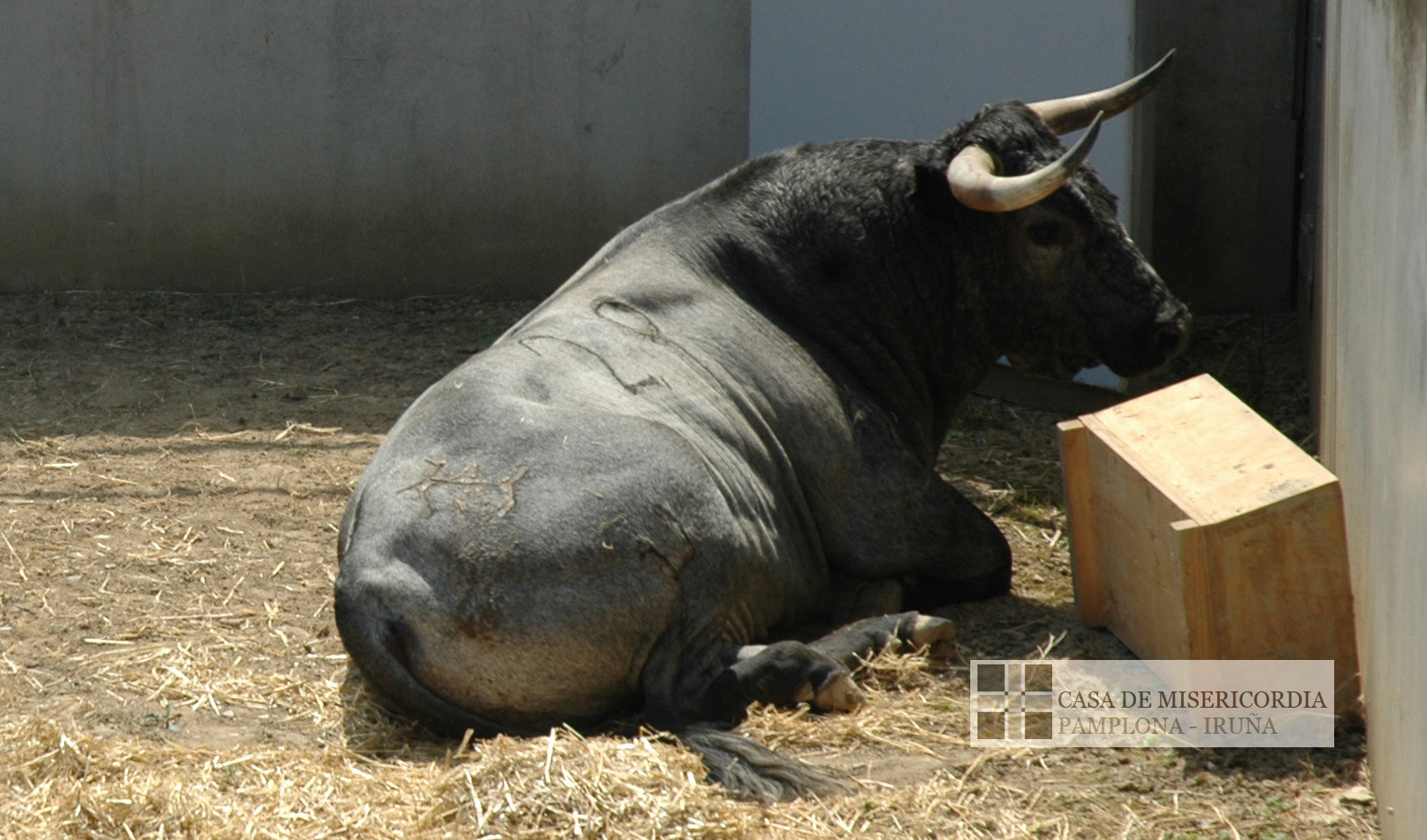 Pamplona - Toros del José Escolar para el 8 de junio de 2018