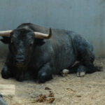 Pamplona - Toros del José Escolar para el 8 de junio de 2018