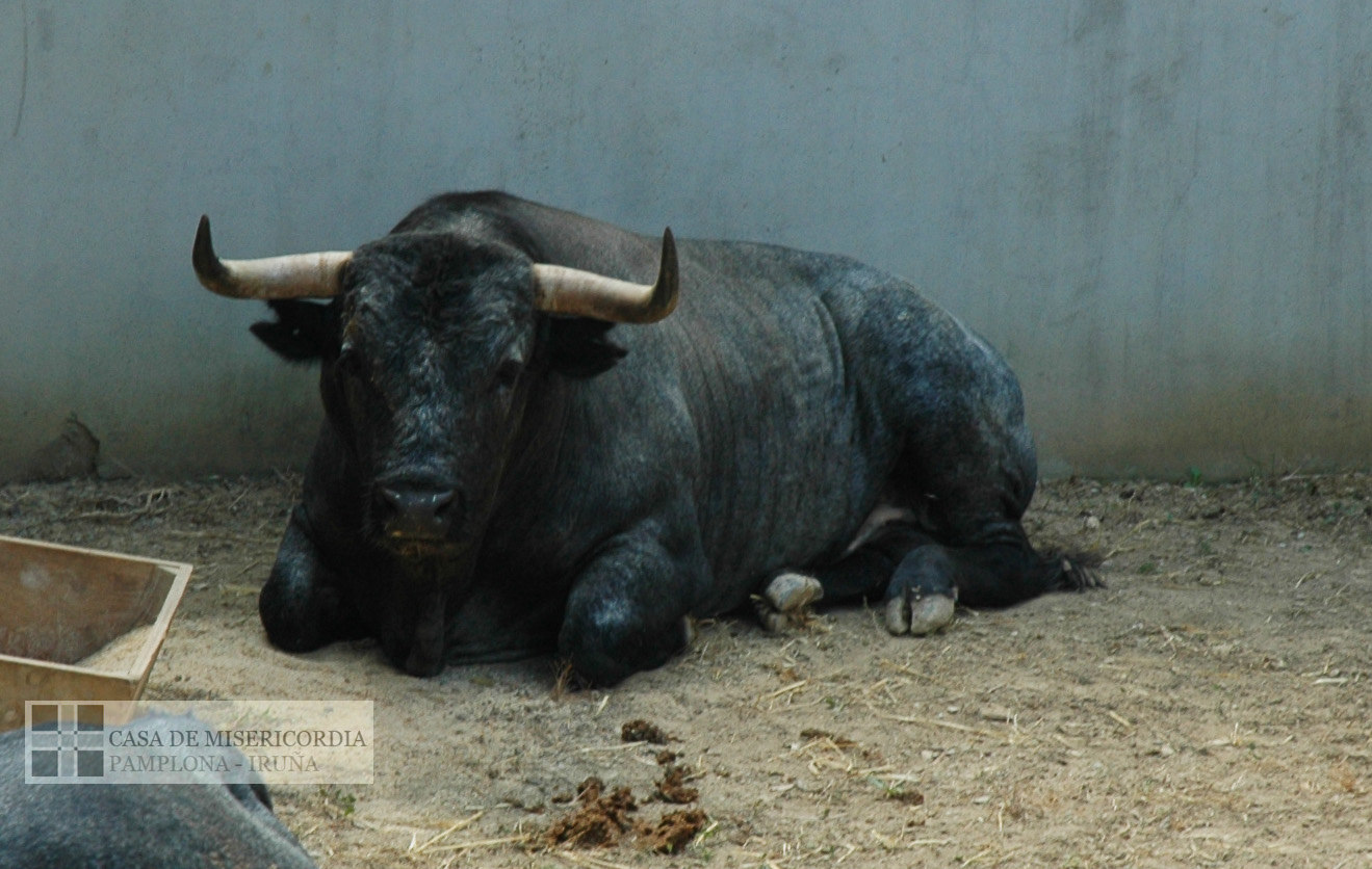 Pamplona - Toros del José Escolar para el 8 de junio de 2018