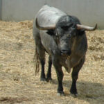 Pamplona - Toros del José Escolar para el 8 de junio de 2018