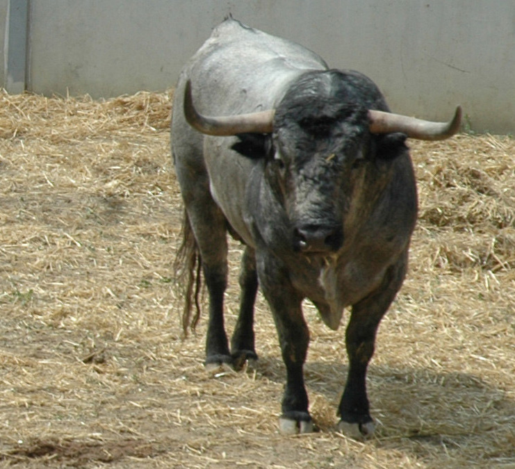 Pamplona - Toros del José Escolar para el 8 de junio de 2018