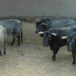 Pamplona - Toros del José Escolar para el 8 de junio de 2018