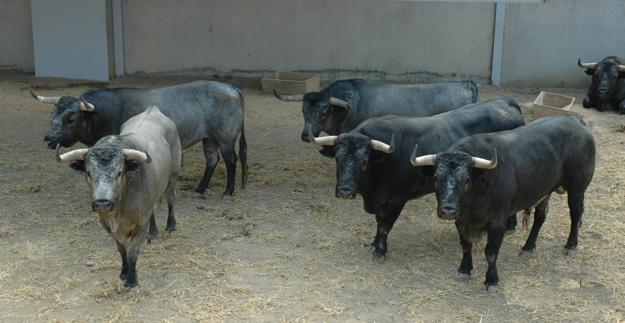 Pamplona - Toros del José Escolar para el 8 de junio de 2018