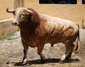 Granada, viernes 1 de junio de 2018. Sorteados los toros de Victoriano del Río.