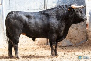 Madrid - Feria de San Isidro - Sorteo - Corrida de toros - Sábado 2 de junio de 2018