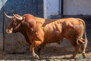 Sorteo, Madrid 3 de junio de 2018