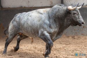 Madrid, San Isidro, lunes 4 de junio de 2018. Toros de Saltillo