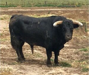 Carasucia, de La Palmosilla, indultado en Sanlúcar de Barrameda por Enrique Ponce el 3 de junio de 2018