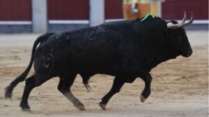 Madrid, San Isidro, 10 de mayo de 2018. Toros de Fuente Ymbro para Joselito Adame, Román y José Garrido