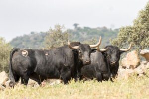 Los toros de Adolfo Martín para la Feria de San Isidro 2018