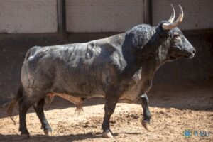 Madrid, jueves 7 de junio de 2018, San Isidro. Toros de Rehuelga y Pallarés