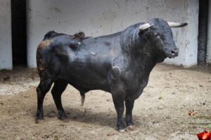 Sorteo, Bilbao 9 de junio de 2018