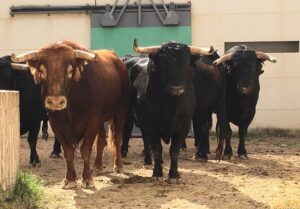 Cehegín - Sorteo festejo alternativa de David Fernández - Domingo 10 de junio de 2018