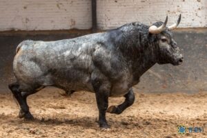 Madrid - Sorteo - Corrida de toros - Domingo 10 de junio de 2018