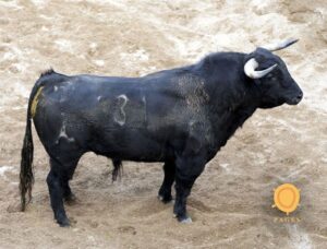 Sorteo de los novillos de López Gibaja para Sevilla, 14 de junio de 2018.