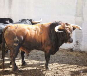 Torrejón de Ardoz (Madrid) - Corrida de toros - Sorteo - Domingo 17 de junio de 2018