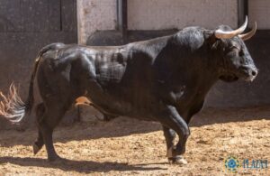 Madrid - Sorteo - Corrida de toros - Domingo 17 de junio de 2018