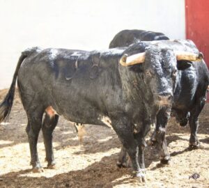 Torrejón de Ardoz, lunes 18 de junio de 2018. Toros de Cubero y Pallarés