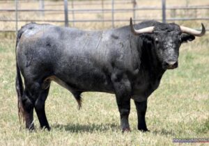 Toros de Victorino Martín para Burgos 2018