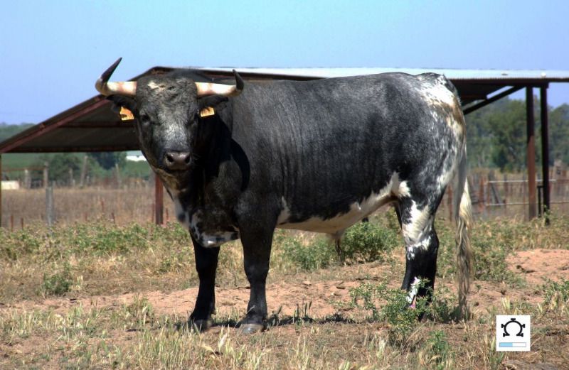 Los novillos de Partido de Resina para el jueves noche en Sevilla