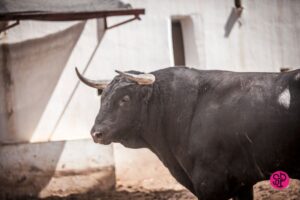 Alicante, 21 de junio de 2018. Toros de Luis Algarra