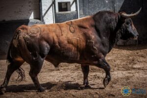 Sorteo, Madrid 24 de junio de 2018