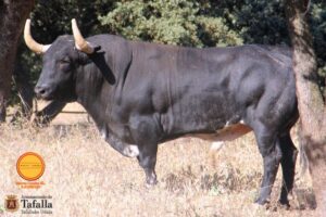 Tagala - Presentación de la Feria 2018