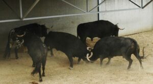 Pamplona - Toros del Puerto de San Lorenzo para el 7 de junio de 2018