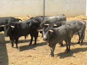 Pamplona - Toros del José Escolar para el 8 de junio de 2018