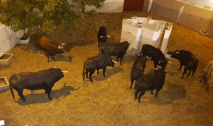 Novillos de Ganadería de Pincha en los corrales de la Ganadería de Pincha.