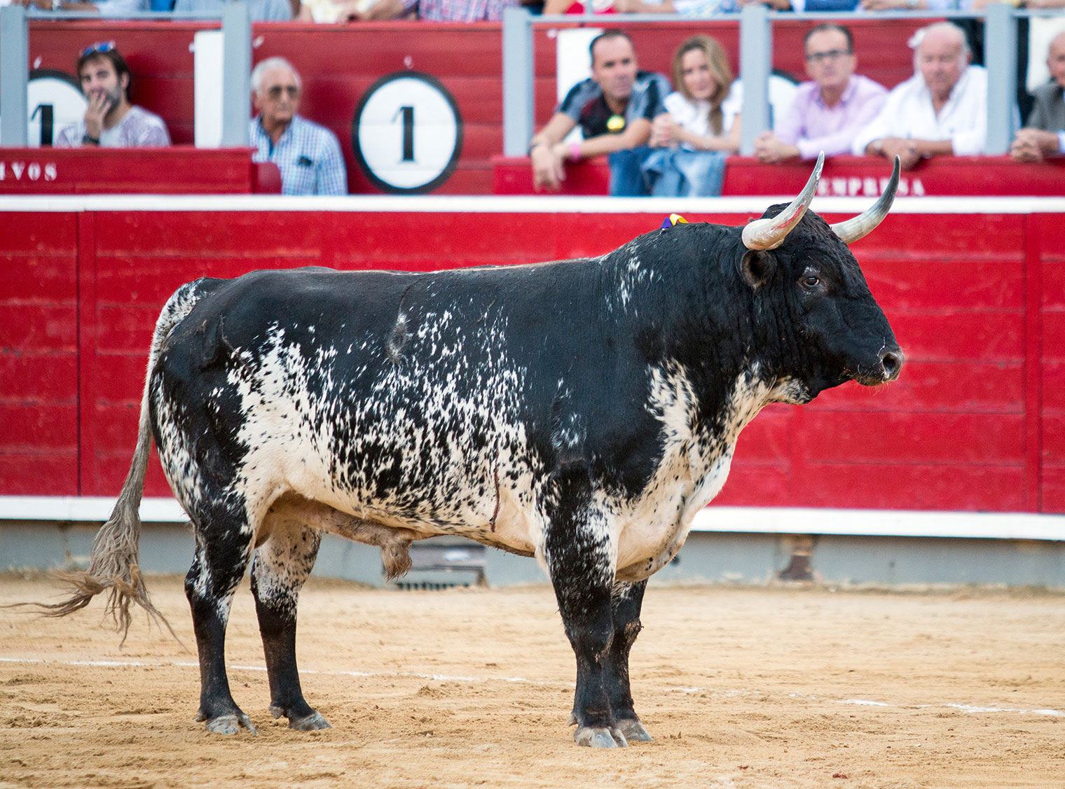 Albacete define su elenco ganadero