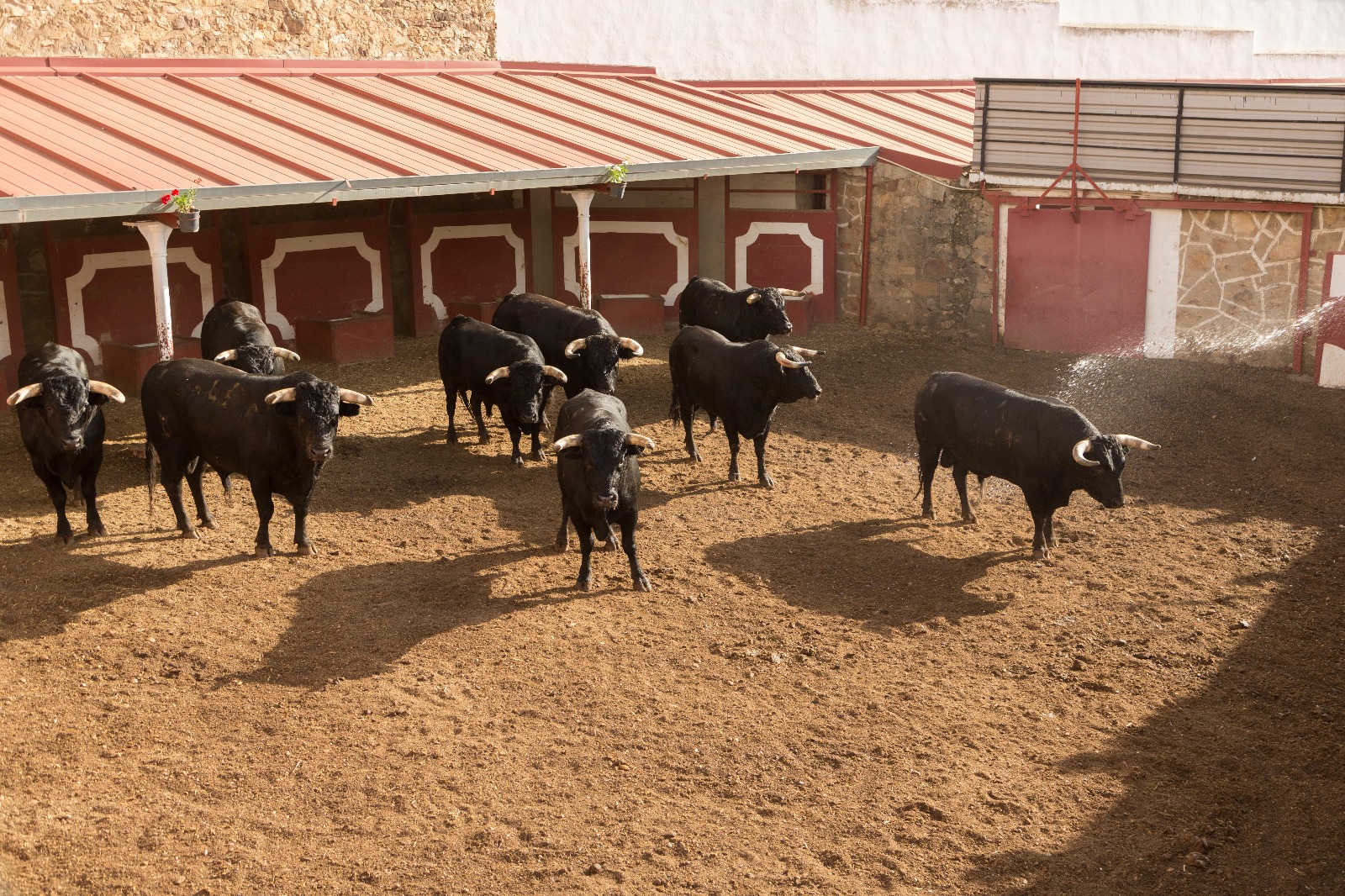 Sorteados los de Luis Terrón para esta tarde en Soria