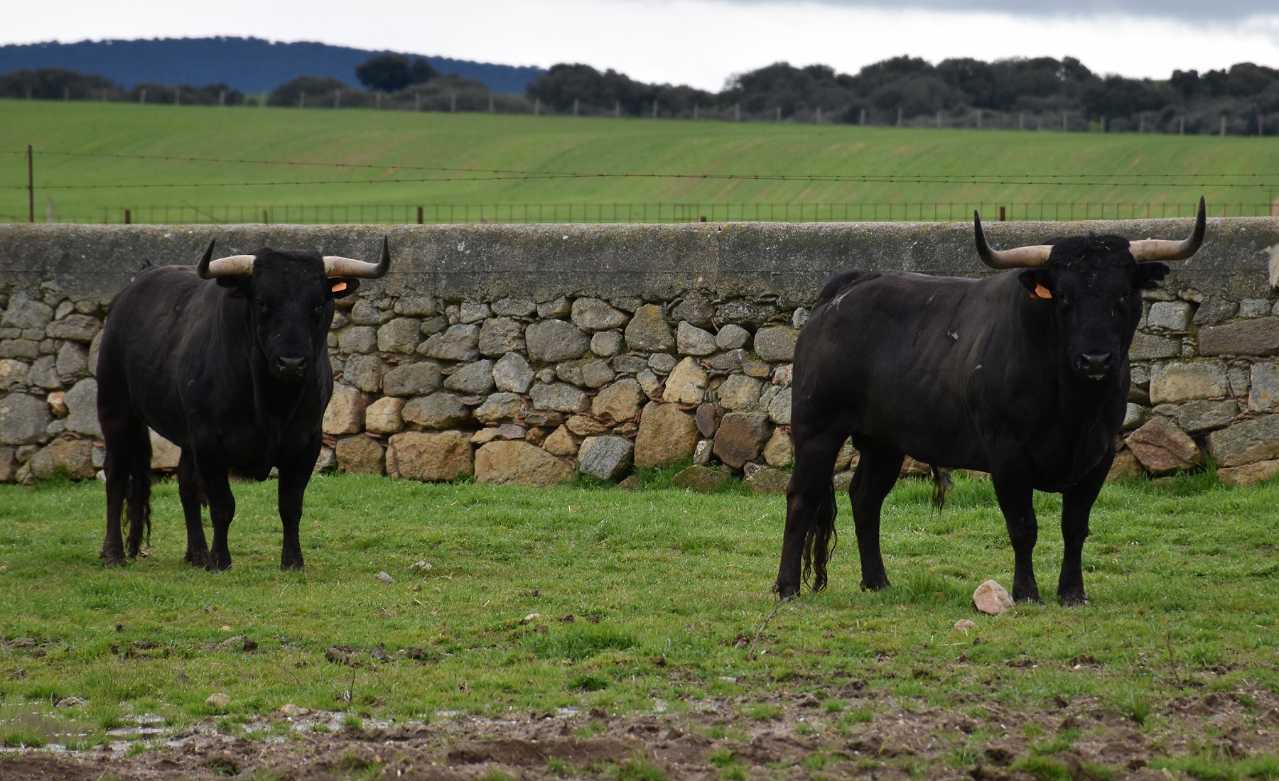 Todos los toros de Ceret