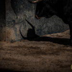 Novillos de La Ventana del Puerto para la novillada nocturna del27 de julio de 2018