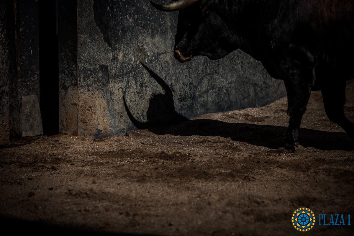 Novillos de La Ventana del Puerto para la novillada nocturna del27 de julio de 2018