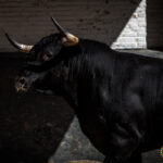 Novillos de La Ventana del Puerto para la novillada nocturna del27 de julio de 2018