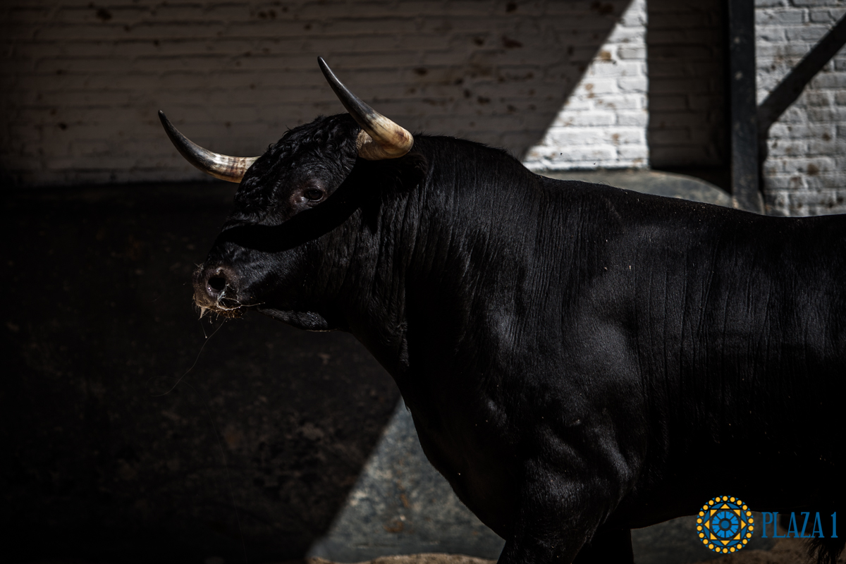 Novillos de La Ventana del Puerto para la novillada nocturna del27 de julio de 2018