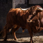 Novillos de La Ventana del Puerto para la novillada nocturna del27 de julio de 2018