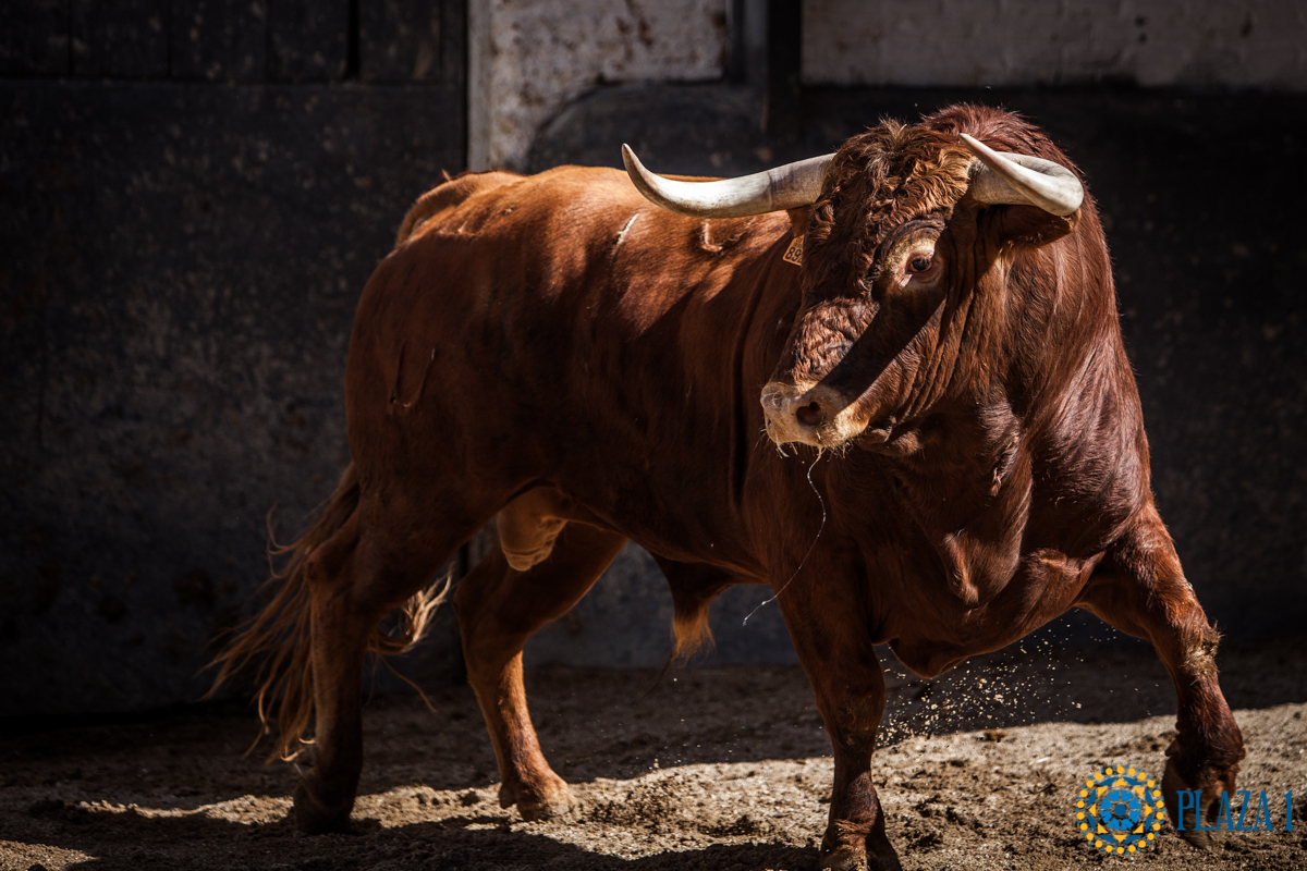 Novillos de La Ventana del Puerto para la novillada nocturna del27 de julio de 2018