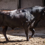 Novillos de La Ventana del Puerto para la novillada nocturna del27 de julio de 2018