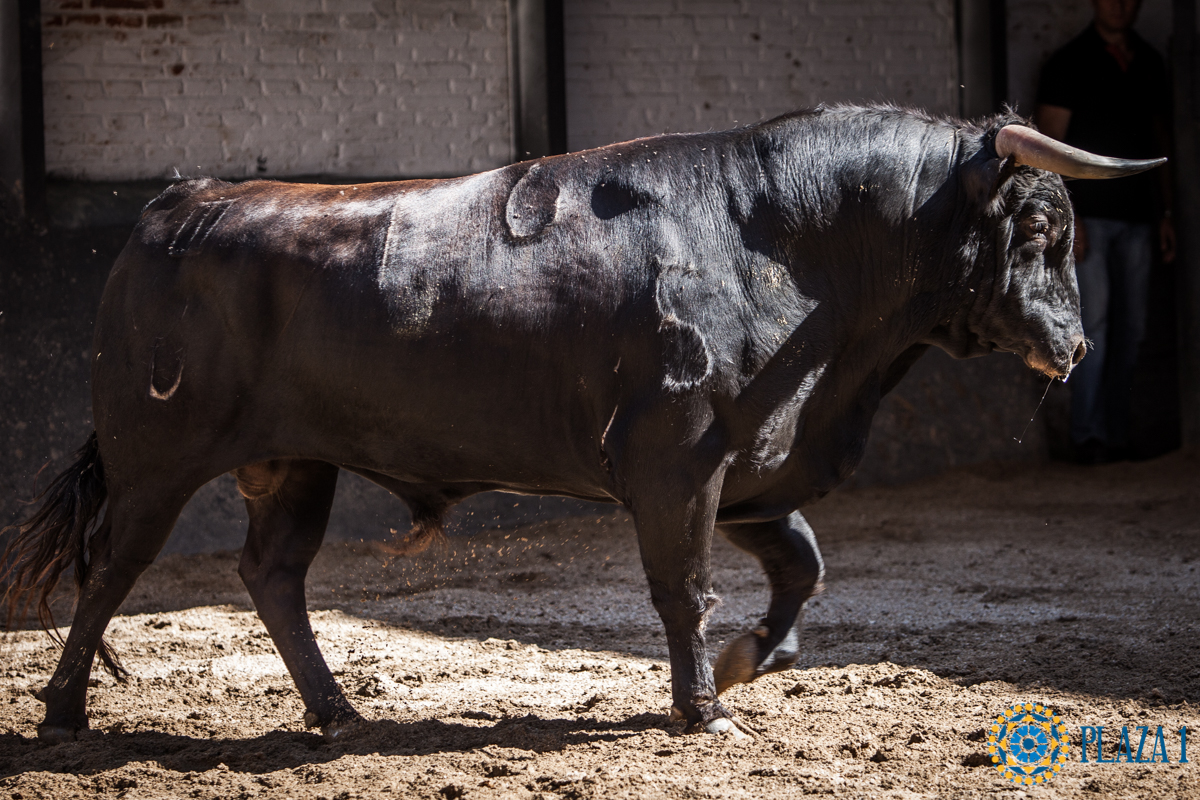 Novillos de La Ventana del Puerto para la novillada nocturna del27 de julio de 2018