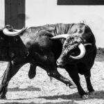 Toros de Cuadri para el 27 de julio de 2018 en Valencia