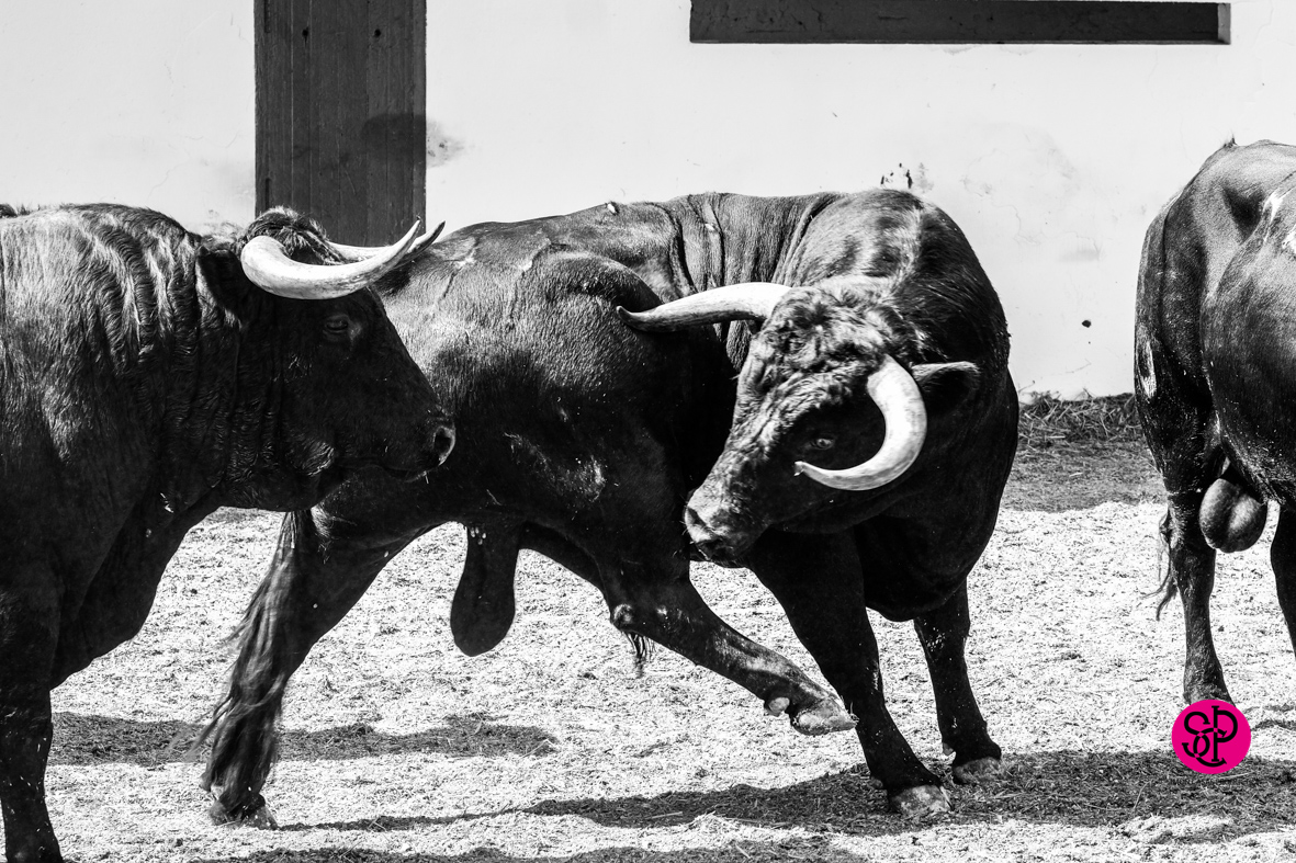 Toros de Cuadri para el 27 de julio de 2018 en Valencia