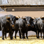 Toros de Cuadri para el 27 de julio de 2018 en Valencia
